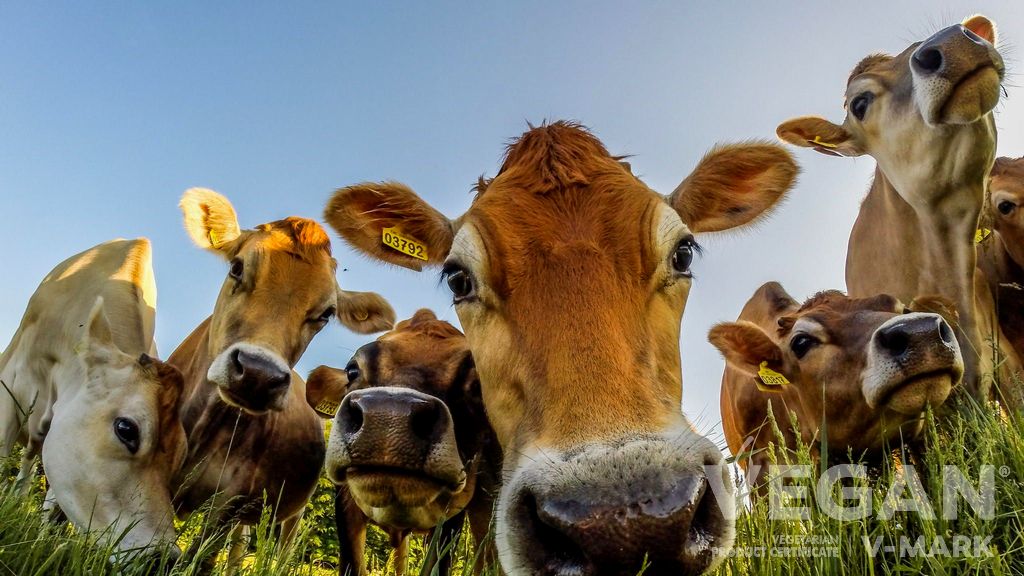 Vegan Kriterleri - Hayvanlara Eziyet Edilmeme